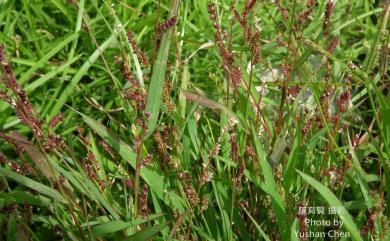 Echinochloa colona (L.) Link 芒稷