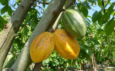 Theobroma cacao 可可樹