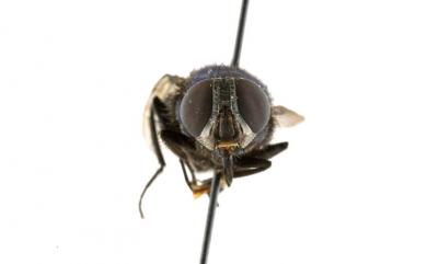 Lucilia papuensis Macquart, 1842 巴布亞綠蠅