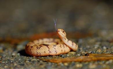 Pareas formosensis (Van Denburgh, 1909) 臺灣鈍頭蛇