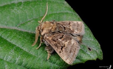Orthocraspeda furva (Wileman, 1911) 赭直緣刺蛾