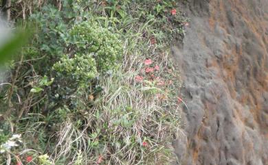 Rhododendron simsii Planch. 唐杜鵑