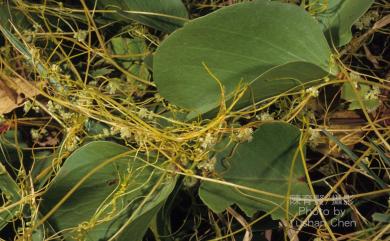 Cuscuta campestris Yunck. 平原菟絲子