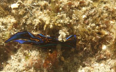 Chelidonura hirundinina (Quoy & Gaimard, 1832) 燕尾似海牛