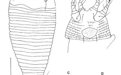 Colopodacus toddalius Huang, 2001 飛龍掌血同足節蜱