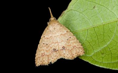 Metaphoenia plagifera Walker, 1864 水金京後赭裳蛾