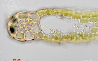 Cheilolejeunea imbricata (Nees, 1957) 瓦葉唇鱗蘚