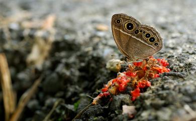 Mycalesis mucianus zonatus Matsumura, 1909 切翅眉眼蝶