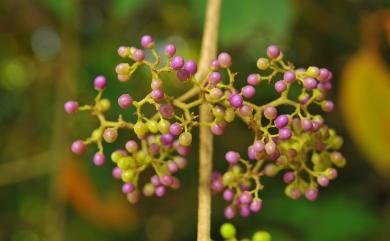 Callicarpa formosana var. formosana 杜虹花