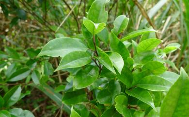 Ilex rotunda Thunb. 鐵冬青