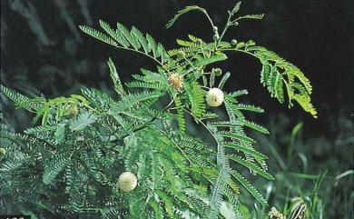 Leucaena leucocephala (Lam.) de Wit 銀合歡