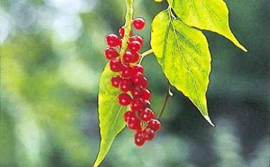 Schisandra arisanensis 阿里山五味子