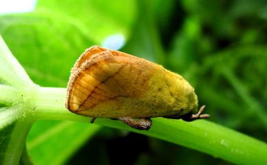 Monema rubriceps (Matsumura, 1931) 臺灣黃刺蛾