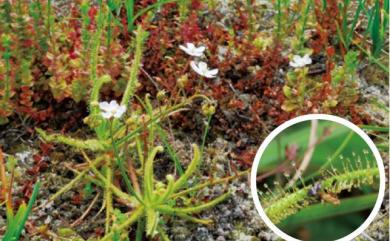 Drosera indica L. 長葉茅膏菜