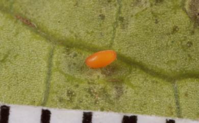 Phygasia diluta Chujo, 1963 寬紋瘤額葉蚤