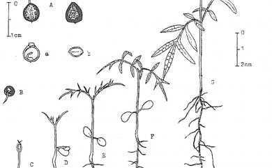 Pistacia chinensis Bunge 黃連木