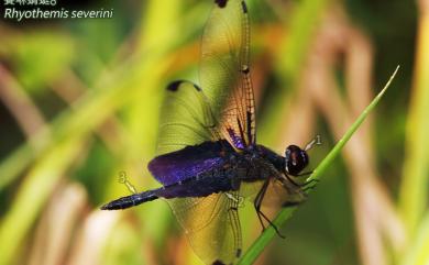 Rhyothemis severini Ris, 1913 賽琳蜻蜓