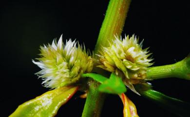 Alternanthera sessilis 蓮子草