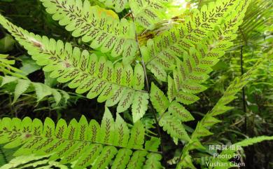 Diplazium dilatatum Blume 廣葉鋸齒雙蓋蕨