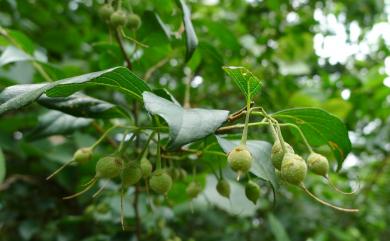 Styrax formosanus var. formosanus 烏皮九芎