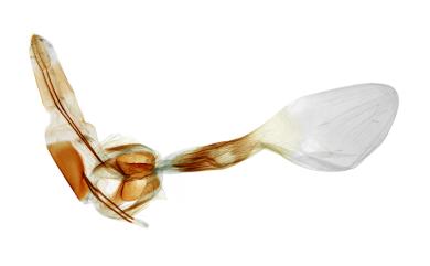 Hypomecis hyposticta (Wehrli, 1925) 墨褐尺蛾