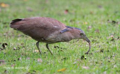 Gorsachius melanolophus (Raffles, 1822) 黑冠麻鷺