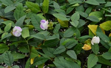 Vigna adenantha (G. Mey.) Maréchal, Mascherpa & Stainier 腺葯豇豆