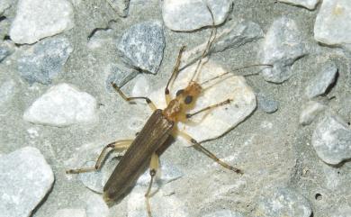 Dryopomera kurosai Akiyama, 1998 黑佐細長擬天牛