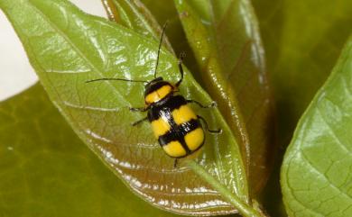 Cryptocephalus moya Chujo, 1954 黃紋筒金花蟲