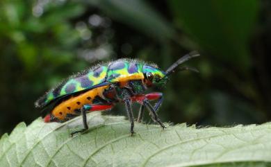 Scutellera nepalensis amethystina (Germar, 1839) 米字長盾椿象