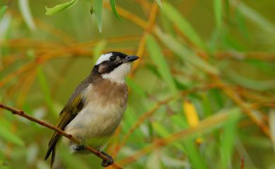 Pycnonotus sinensis formosae Hartert, 1910 白頭翁(台灣亞種)