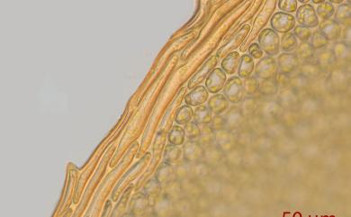Plagiomnium cuspidatum (Hedw.) T.J. Kop., 1968 尖葉走燈苔