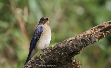 Cyanoptila cyanomelana cyanomelana (Temminck, 1829) 白腹琉璃