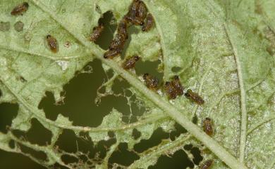 Lema trivittata 三條細頸金花蟲