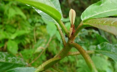 Saurauia tristyla var. oldhamii 水冬哥