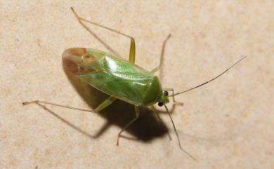 Lygocoris taivanus (Poppius, 1915) 臺灣麗盲椿象