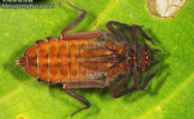 Merogomphus pavici Martin, 1904 窄胸春蜓