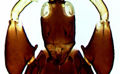 Androthrips ramachandrai Karny, 1936