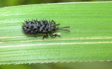 Hispellinus callicanthus (Bates, 1866) 黑鐵甲蟲