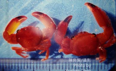 Trapezia lutea Castro, 1997 黃梯形蟹