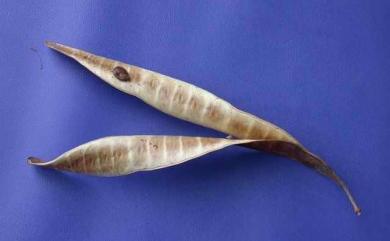 Leucaena leucocephala (Lam.) de Wit 銀合歡