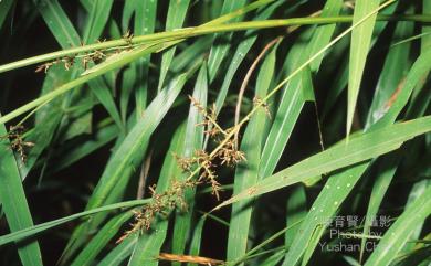 Carex baccans 紅果薹