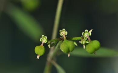 Euphorbia graminea 禾葉大戟