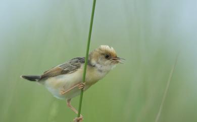 Cisticola exilis volitans (Swinhoe, 1859) 黃頭扇尾鶯