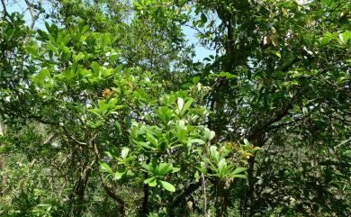 Machilus obovatifolia var. obovatifolia 恆春楨楠