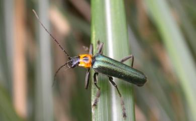 Lycocerus fainanus (Pic, 1910) 臺南琉璃異菊虎