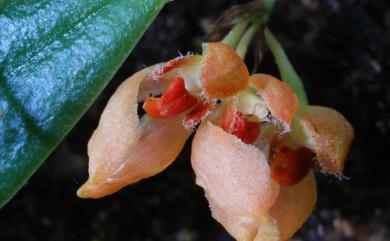 Bulbophyllum brevipedunculatum T.C.Hsu & S.W.Chung 短梗豆蘭