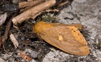 Nygmia marginata insulata (Wileman, 1910) 圓斑靚毒蛾