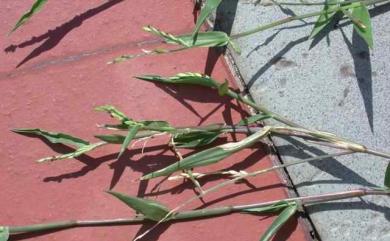 Brachiaria subquadripara (Trin.) Hitchc. 四生臂形草