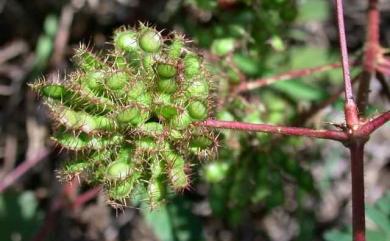 Mimosa pudica 含羞草